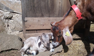 Ferme pédagogique des Bornottes à Lacroix-Barrez