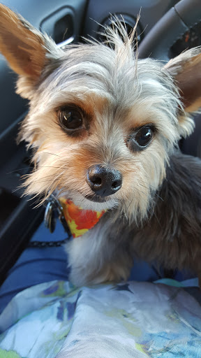 Pet Supply Store «Petco Animal Supplies», reviews and photos, 16710 Royalton Rd, Strongsville, OH 44136, USA