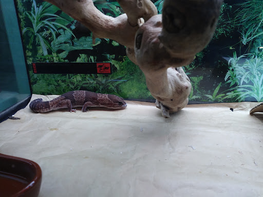Pet Supply Store «Rutser Pet Store», reviews and photos, 5418 E Beverly Blvd, East Los Angeles, CA 90022, USA