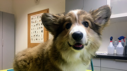 Veterinary practice Schneider Garden, N.Glowienka & S.Hintze GbR unter Magdeburg, Sachsen-Anhalt