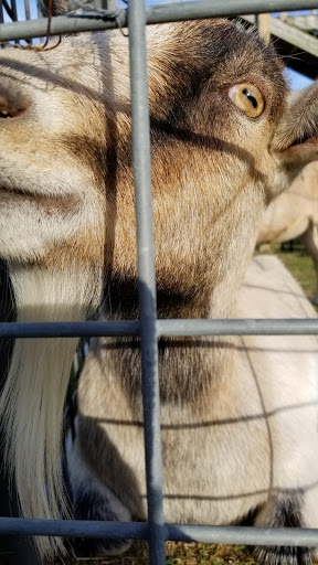 Pumpkin Patch «CornFun Corn Maze Adventure And Pumpkin Patch», reviews and photos, 9391 Lindsey Ln, Casco, MI 48064, USA