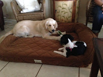 Karen's fuzzy friends pet sitting and dog walking - Photo 2 - Car repair in Jensen Beach, FL, Port St. Lucie