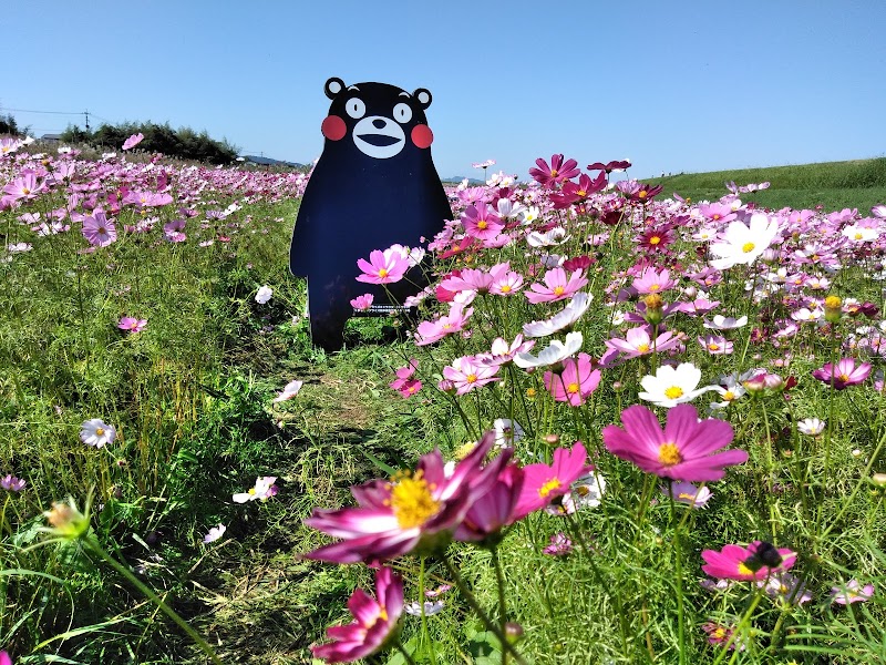 七城町コスモブリッジ周辺コスモス畑