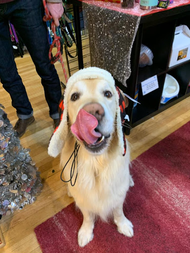 Pet Supply Store «Dog Krazy», reviews and photos, William St, Fredericksburg, VA 22401, USA