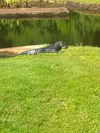 Pet Supply Store «Halo, Purely For Pets», reviews and photos, 12400 Race Track Rd, Tampa, FL 33626, USA