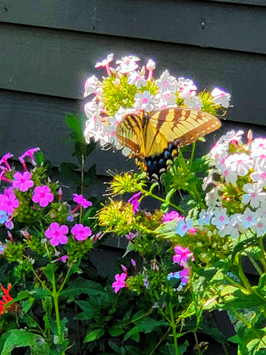 Park «Killens Pond State Park», reviews and photos, 5025 Killens Pond Rd, Felton, DE 19943, USA