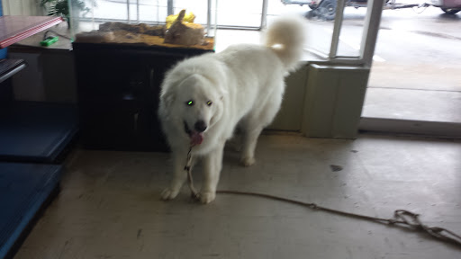 Pet Groomer «Tidy Dog Pet Supply & Salon», reviews and photos, 2612 Lebanon Pike A, Nashville, TN 37214, USA