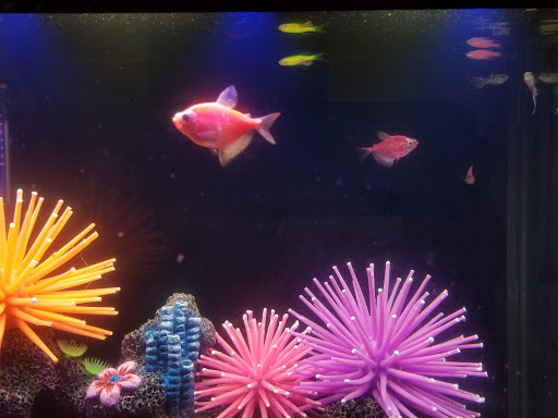 Aquarium Shop «Natural Life Aquarium», reviews and photos, 131 Southwood Center, South San Francisco, CA 94080, USA