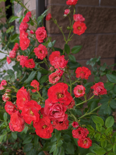 Park «Piney Creek Hollow Park», reviews and photos, 6140 S Tower Rd, Aurora, CO 80016, USA