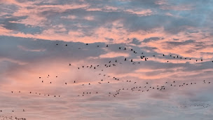 Photo n°13 de Observatoire ornithologique de Chantecoq à Giffaumont-Champaubert ()