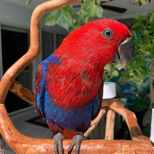 Pet Store «Pet Source 1901», reviews and photos, 1901 W 8th St B, Los Angeles, CA 90057, USA