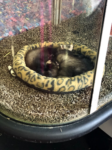 Pet Supply Store «Monster Pets», reviews and photos, 130 Black Horse Pike # 502, Audubon, NJ 08106, USA