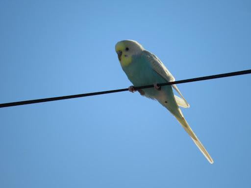 Auto Broker «Trax Auto Wholesale Inc», reviews and photos, 4301 S El Camino Real, San Mateo, CA 94403, USA