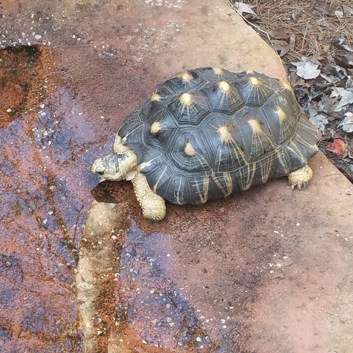 Zoo «Brevard Zoo», reviews and photos, 8225 N Wickham Rd, Melbourne, FL 32940, USA