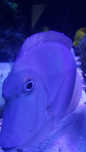 Pet Store «Advanced Aquatics», reviews and photos, 6560 E 41st St, Tulsa, OK 74145, USA