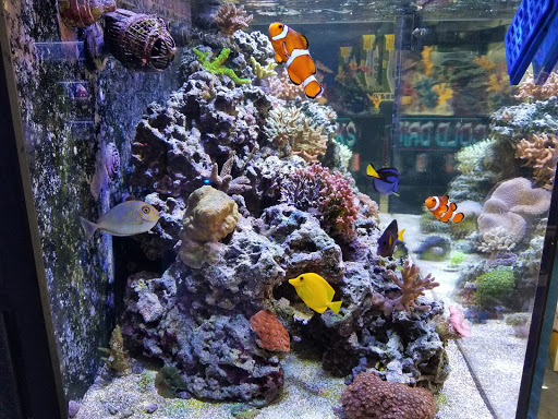 Aquarium Shop «Sea Creature Aquarium», reviews and photos, 1455 Mineral Spring Ave, North Providence, RI 02904, USA