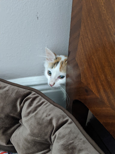 Pet Supply Store «PetSmart», reviews and photos, 300 NJ-18, East Brunswick, NJ 08816, USA