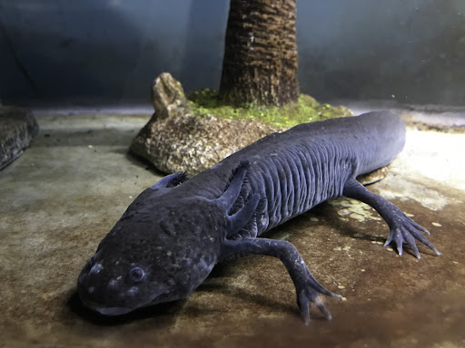 Pet Store «Lebanon Pet & Aquarium Center», reviews and photos, 196 S Main St, West Lebanon, NH 03784, USA