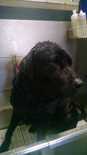 Pet Store «Pet Spot», reviews and photos, 429 Edwards Access Rd, Edwards, CO 81632, USA