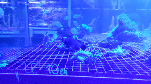 Tropical Fish Store «Manhattan Aquariums», reviews and photos, 522 W 37th St, New York, NY 10018, USA