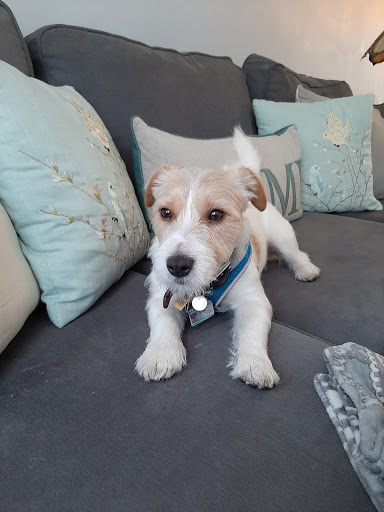 Pet Supply Store «PetSmart», reviews and photos, 213 Hartford Ave, Bellingham, MA 02019, USA