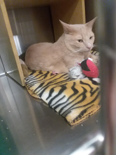 Pet Supply Store «PetSmart», reviews and photos, 3211 Peoples St, Johnson City, TN 37604, USA