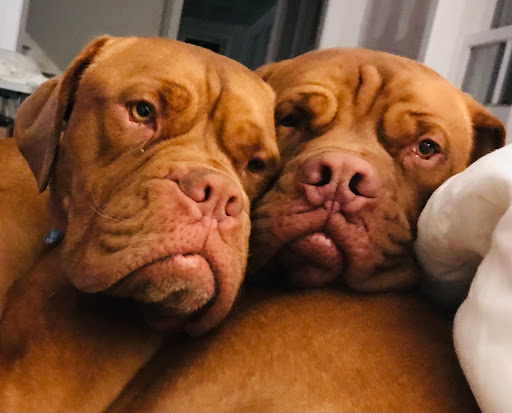 Claremont Animal Hospital image