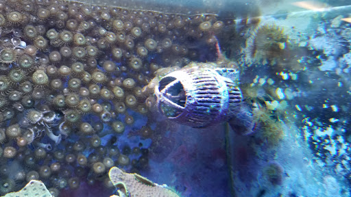 Aquarium «Jays Aquatics», reviews and photos, 10 Lawrence Rd, Salem, NH 03079, USA