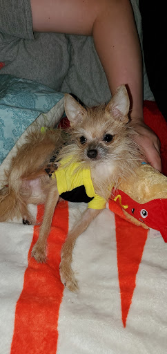 Pet Supply Store «PetSmart», reviews and photos, 4014 S Western Ave, Marion, IN 46953, USA