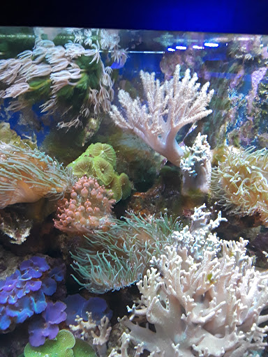 Pet Store «The Pet Zone», reviews and photos, 20 W Oak St, Pittston, PA 18640, USA