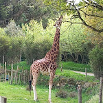 Photo n° 8 de l'avis de Virginie.a fait le 22/04/2023 à 16:14 pour Parc animalier et botanique & Parcabout de Branféré à Le Guerno