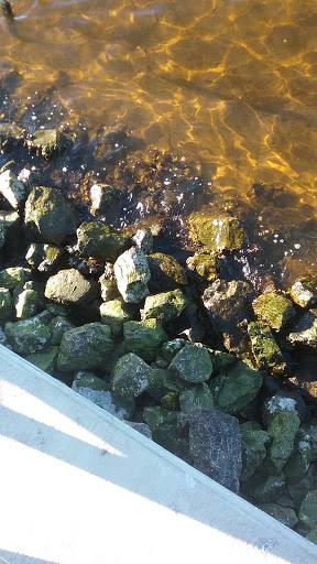 Park «Porter Park», reviews and photos, Michigan Ave, Lynn Haven, FL 32444, USA