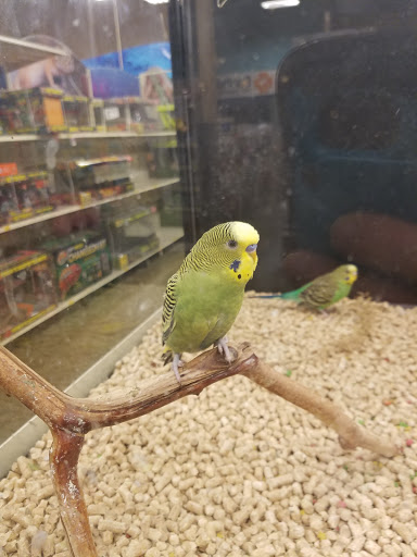 Pet Supply Store «PetSmart», reviews and photos, 1072 Bullsboro Dr, Newnan, GA 30265, USA
