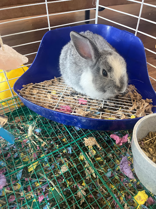  alt='If you are looking for a sweet bunny friend to join your family you came to the right place'