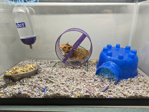 Pet Store «Just Pets», reviews and photos, 393 NY-5, Irving, NY 14081, USA