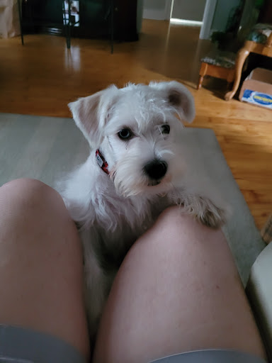 Pet Store «Petland», reviews and photos, 351 Diederich Blvd, Ashland, KY 41101, USA