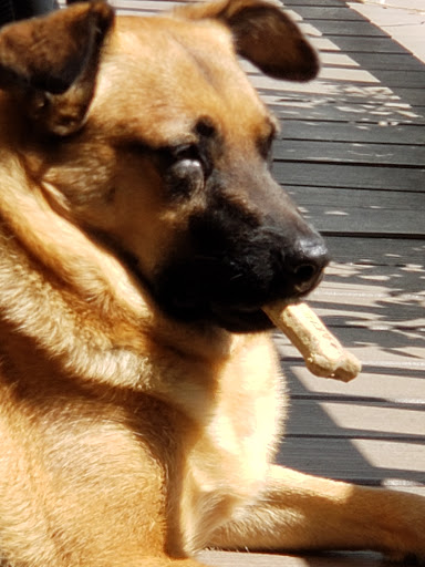 Pet Supply Store «Petco Animal Supplies», reviews and photos, 710 Franklin Ave, Franklin Square, NY 11010, USA