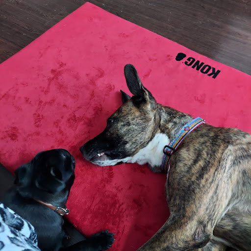 Animal Shelter «KC Pet Project - Main Adoption Center», reviews and photos