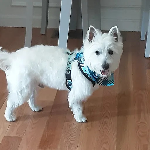 Pet Supply Store «PetSmart», reviews and photos, 1276 Bald Hill Rd, Warwick, RI 02886, USA