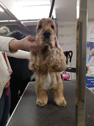 ShowGroom- fryzjer dla psów, groomer Młociny