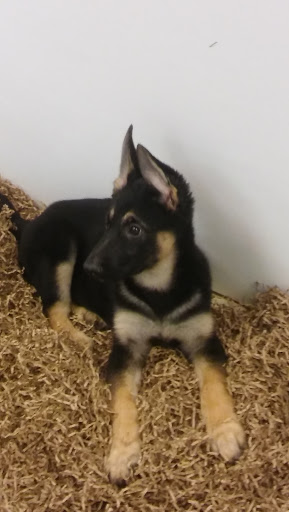 Dog Breeder «Playful Pets», reviews and photos, 115 Ridge Pike, Conshohocken, PA 19428, USA