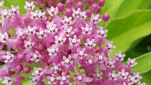 Wildlife Refuge «Great Meadows National Wildlife Refuge», reviews and photos, 73 Weir Hill Rd, Sudbury, MA 01776, USA