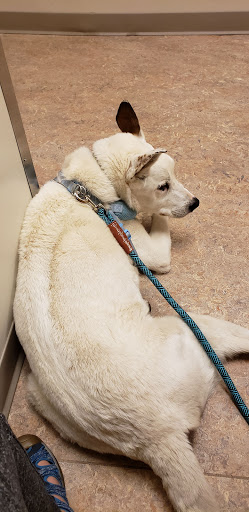 Adobe Animal Hospital image