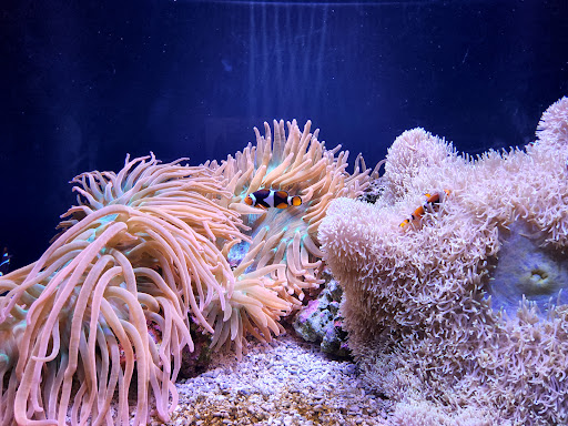 Gift Shop «Seattle Aquarium Gift Store», reviews and photos, 1483 Alaskan Way, Seattle, WA 98101, USA