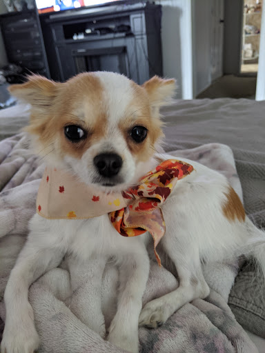 Pet Supply Store «Pet Supermarket», reviews and photos, 2090 E Arapaho Rd, Richardson, TX 75081, USA