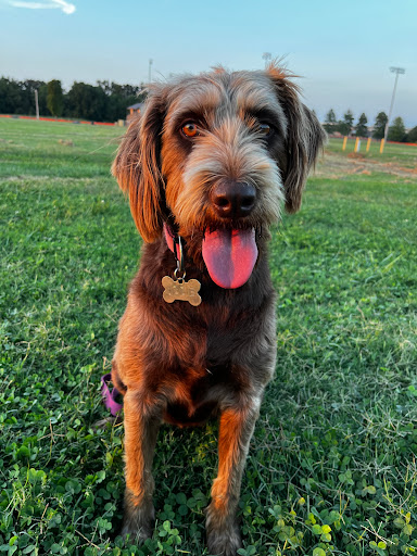 Lunsford Veterinary Services: Lunsford Michael DVM image