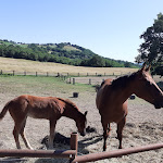 Photo n°10 de l'avis de Paola.o fait le 05/06/2022 à 11:59 sur le  Agriturismo Cà Drolo à Novafeltria