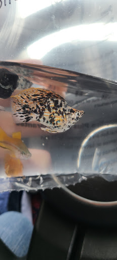 Pet Supply Store «Pet Supplies Plus», reviews and photos, 2430 Stringtown Rd, Grove City, OH 43123, USA