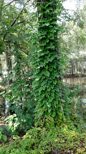 Nature Preserve «Forever Wild Trails», reviews and photos, 384 Narcisse Drive, Dothan, AL 36305, USA