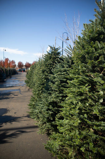 Christmas Tree Lot at Green Acres Nursery & Supply